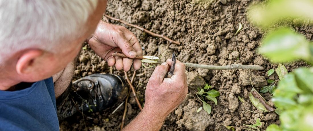 Ovocna_skolka_Bojkovice_roubovani